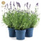 LK-Gartenwelt Lavendel Pflanzen Set, Lavandula Angustifolia Ardèche, 3 Stück, Winterhart, Violette Blüten, 10-20 cm Höhe