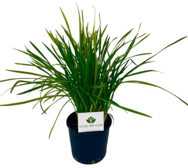 Tulbaghia Violacea pianta erbacea prodotta da Vivai del Sole vaso diametro cm 20