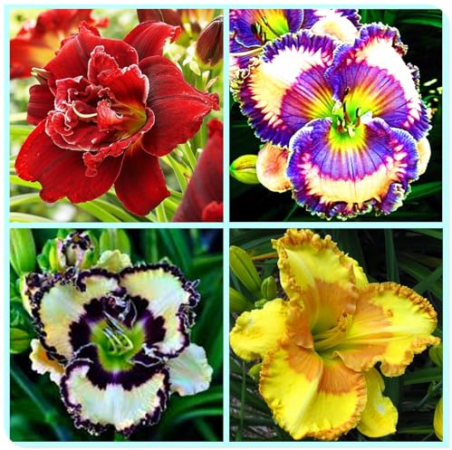 Ideal para Borduras Soleadas - Bulbos de Hemerocallis - Matas Voluminosas y Decorativas-5 Bulbos-D