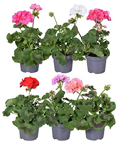 Set de 6 Geranios Naturales Ideales para Terraza y Jardín