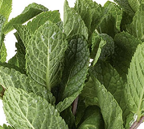 Minze Pfefferminze Echte mehrjährig Höhe ca. 80 cm Samen