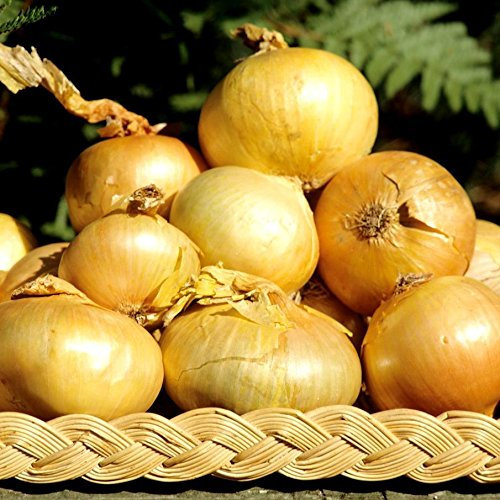 Graines d'Oignon Jaune Paille des Vertus (4 grammes)