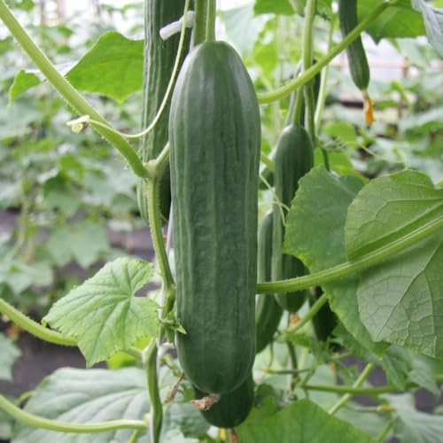 Cucumber 'Emilie' F1 – Disease-Resistant, High-Yield Greenhouse and Outdoor Variety for Home Gardens - RHS Award-Winning - 1x Seed Packet by Thompson & Morgan