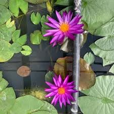 Ninfea 'Detective Erika' – Pianta Acquatica Rustica a Radice Nuda Fiore Rosa‑Melograno Scuro Elegante – Premio Best in Shows IWGS 2020 – Fioritura Estiva – Coltivata in Italia