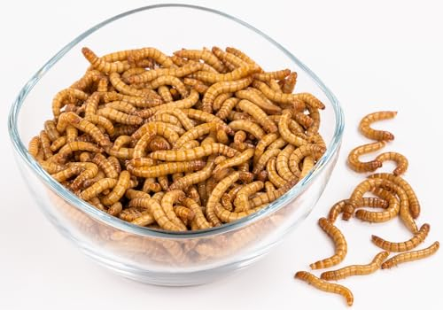 ENTAVA Mehlwürmer 500g, lebend, frisch, Vogelfutter, Fischfutter, Igelfutter, Reptilienfutter (Futterinsekten vom Hersteller aus Deutschland)