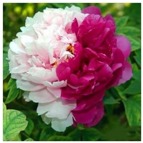 Peonia bulbi,pianta erbacea perenne, bulbo da fiore che fiorisce in primavera e ha una forte resistenza al freddo,peonia sem,peonia rizoma(Nessun seme, bulbo, non artificiale)-1bulbi-A