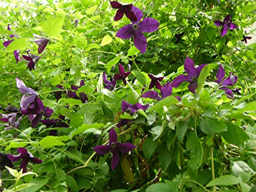 Clématite viticella Black Prince