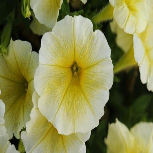 50 semillas de petunia amarilla
