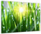 Bilderdepot24 Glasbild - Gras II - 60x40 cm - Deko Glas - Wandbild aus Glas - Bild auf Glas - moderne Bilderdepot24 Glasbilder - Glasfoto - Echtglas