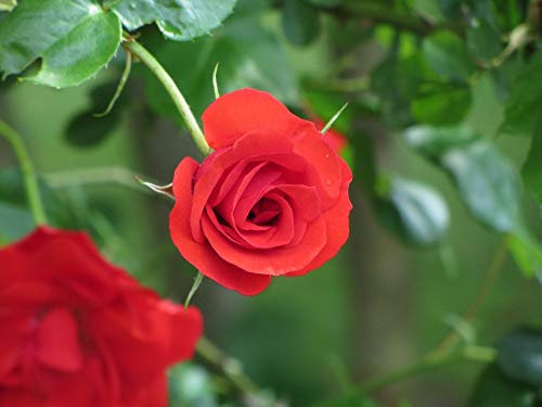'Fragrant Cloud' Hybrid Tea Rose in 4lt Pot (Live Plants)
