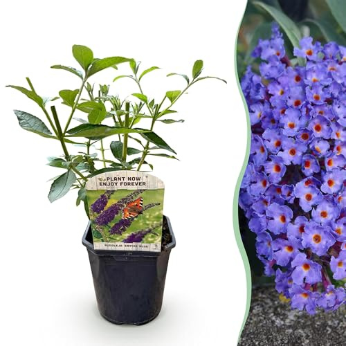 GreenboutiQ - Schmetterlingsflieder Winterhart - Buddleja davidii Empire Blue - Blüte Blau - 1 Pflanze - Laubabwerfend - Schmetterlingsanziehend - Topf 17cm Höhe 25cm