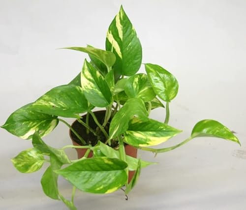 Scindapsus (Epipremnum) Golden pothos HiColor Indoor Plant in 12 cm Pot