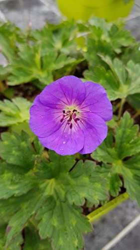 Geranium x ROZANNE® 'Gerwat' / Géranium bleue à coeur blanc 'Rozanne' / Conteneur de 3 à 4 litres