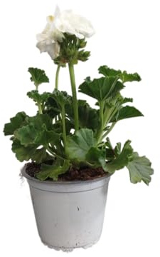 Geranio Blanco Natural en Maceta DECOALIVE – Planta Viva para un Jardín Colorido y Alegre