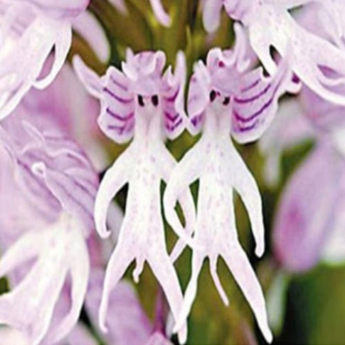 Dracula Simia-Affe-Gesichts-Orchidee Blumensamen Gartenbonsai Pflanzensamen 10PCS 5#
