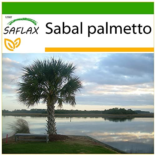 SAFLAX - Palmito - 8 semillas - Con sustrato estéril para cultivo - Sabal palmetto