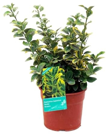 Evónimo de Follaje Mixto Arbusto Compacto Perfecto para el Exterior del Hogar - Euonymus Natural
