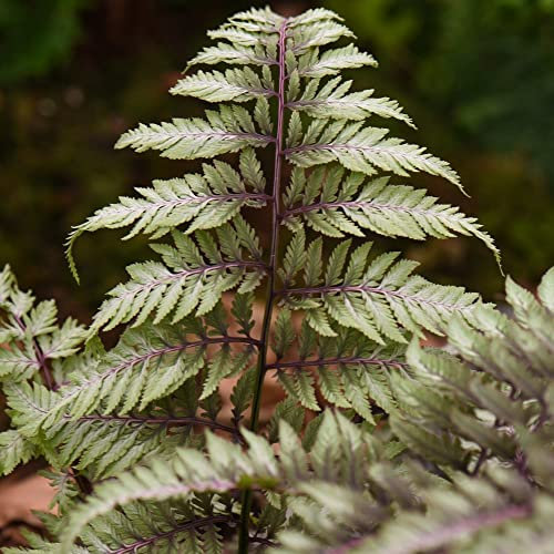 Japanese Painted Fern Hardy Perennial Creeping Easy to Grow Your Own Outdoor Garden Ferns for Shade in Boggy Areas 1x 9cm Potted Plant by Thompson and Morgan (1)