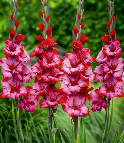 BALDUR-Garten Gladiole 'Teds Trump', 10 Zwiebeln, Gladiolus, winterhart, mehrjährig - frostfrei halten, pflegeleicht, bienenfreundlich, schmetterlingsfreundlich, ausgefallene Blütenfarbe