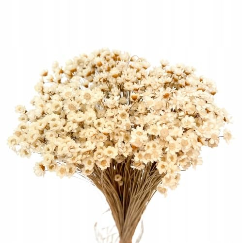 Ramo Seco Natural de Glixia Ideal para una Decoración Rústica