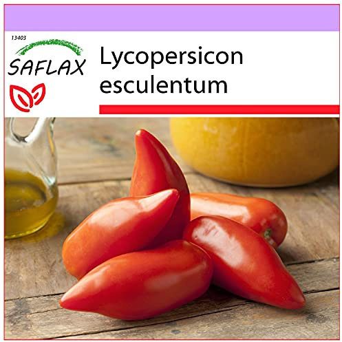 SAFLAX - Pomodoro Cornuto delle Ande - 10 semi - Lycopersicon esculentum