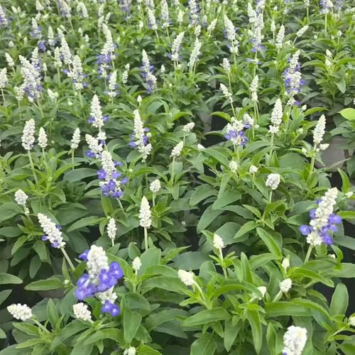 salbeisamen kaufen - hochbeete für garten deko 40pcs