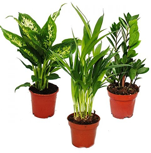 Room Plant Mix I Set of 3, 1x Dieffenbachia, 1x Areca Palm (Chrysalidorpus) 1x Zamio Palm (Zamioculcas), 10-12cm Pot