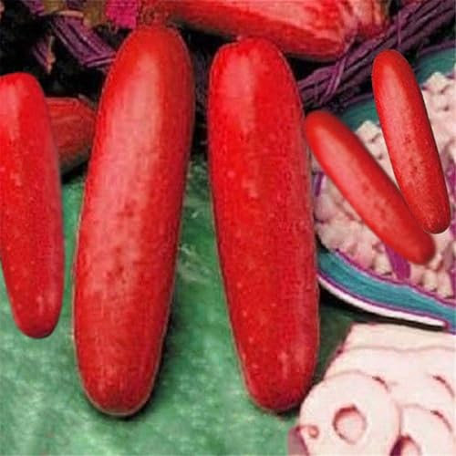 200 Stück Gurken Samen, Gurkensamen, Samen Gemüse, Natürliche Gurken Saatgut, Gurke Gemüsesamen für Gewächshaus & Freiland, Wassersparender Ertrag, Einfach zu Pflanzen (Rot)