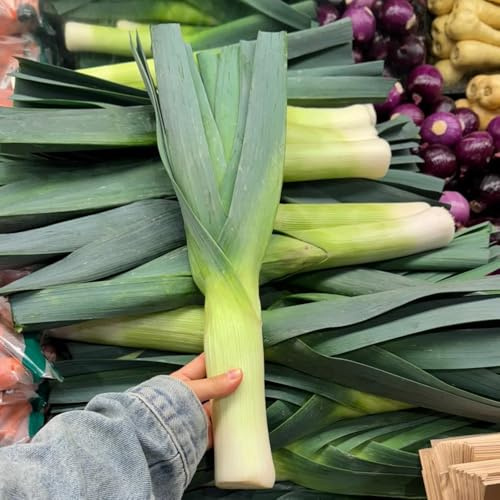 semillas de puerro orgánicas - Decoración jardín interior, resistentes 150pcs