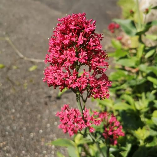 semi di valeriana resistente giardino biologiche interno, varietà antiche d'appartamento 300pcs