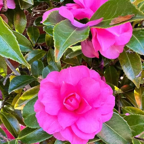 kamelie winterhart samen - kamelien - bäume kaufen, zimmerbonsai bonsai frühlingsblumen, bonsai baum echt sträucher winterhart blühend, gartenblumen schnell wachsende sträucher, 8pcs