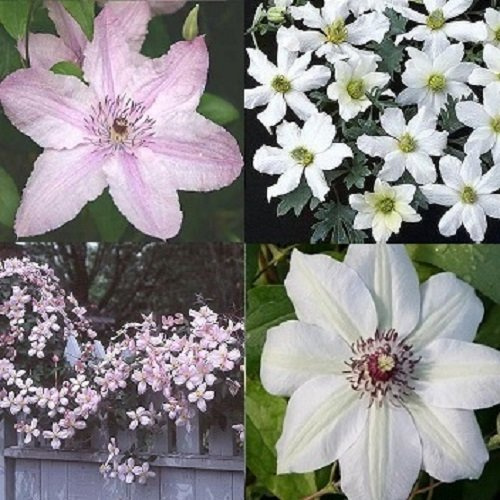 4 clemátides, mezcla rosa y blanca (4 plantas compran, 3 pagar), perenne y resistente al invierno, 1 planta perenne - 4 macetas de 1,5 litros: Clematis Miss Bateman/Hagley Hybrid/Montana Rubens/Early