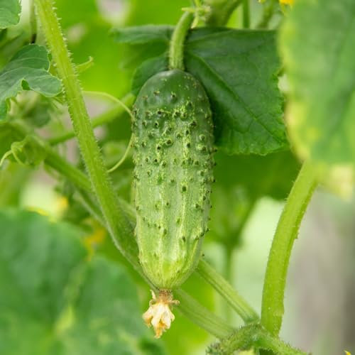 PREMIER SEEDS DIRECT - Cucumber - Gherkin ANULKA F1-4 Grams