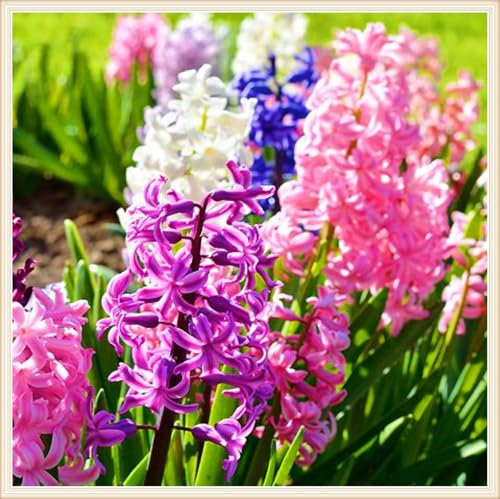 Hyazinthenzwiebel-Winterhart MehrjäHrig,Hyazinthen Rhizome,Hyazinthen Pflanzen Winterhart,Landschaftsbau-2zwiebeln-e