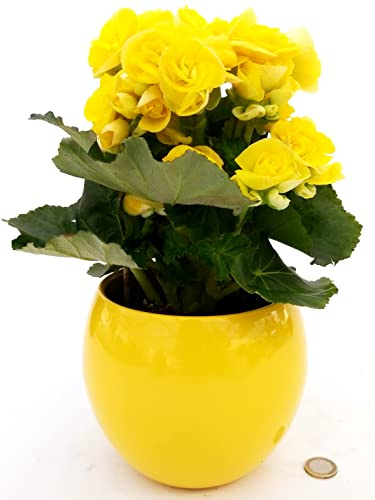 POWERS TO FLOWERS - BEGONIA GIALLA IN VASO CERAMICA SFERICO GIALLO, pianta vera