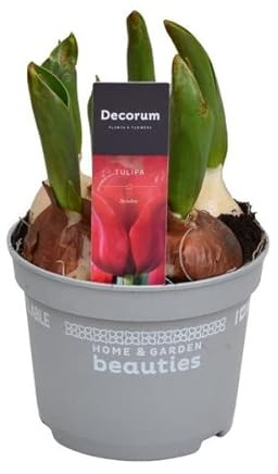 Bulbo de Tulipán Natural para Sembrar en Maceta, Terraza y Jardín