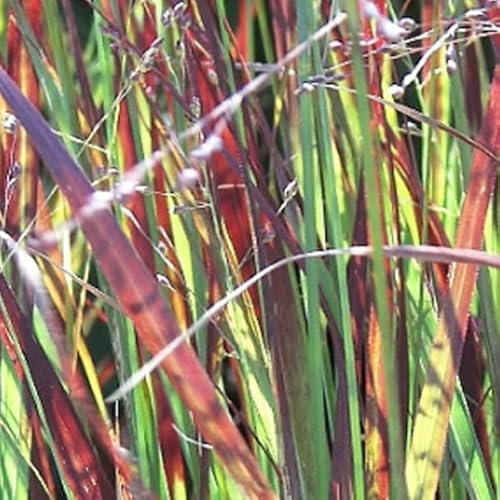 6x Dedo Hierba - Panicum virgatum 'Heiliger Hain' - Olla de 9x9 cm - Hierba ornamental con color rojo otoño