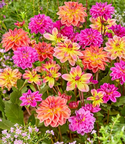 BALDUR Garten Dahlien-Mix 'Pacific',3 Knollen,Dahlia,berauschende Farbenpracht,lange Blütezeit im Beet & Kübel,mehrjährig,pflegeleicht,Schnittblume,Schmuck für Beet und Vase,Kübelpflanze