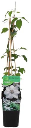 Bloomique - Clematis Miss Bateman - Waldrebe - Weiß - Kletterpflanzen - Gartenpflanzen - Winterhart - Topf 15 cm - 70-80 cm hoch