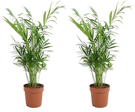 Bloomique - 2er Set - Chamaedorea Elegans - Bergpalme - Zimmerpflanzen - Pflegeleicht - Haustierfreundlich - Höhe 30-40 cm - Topf 12 cm