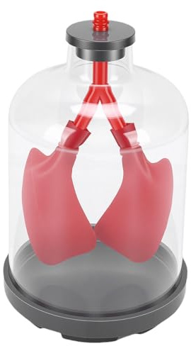 Jeffergarden Modello di Respirazione Polmonare con Guscio Trasparente e Diaframma in Gomma, Dimostra la Meccanica Respiratoria per L'insegnamento in Aula di Scienze