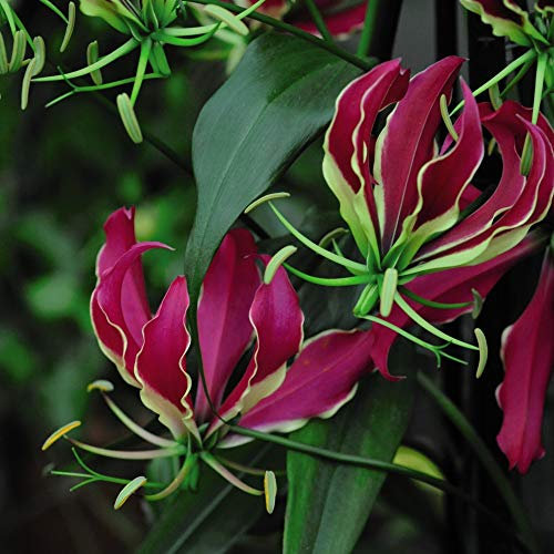 Flower Seed Glory Lily Tender Perennial Flame Lily Summer Flowering Exotic Blooms Greenhouse/Conservatory Plant 1 Packet (4 Seeds) by Thompson and Morgan