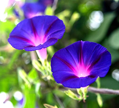 Fluorescent Morning Glory Feringa 30 Seeds + Freebie + Plant tag Ipomoea Purpurea
