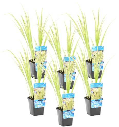 Bloomique - Lot de 6 - Acorus Ogon - Acore nain - Plantes de bassin - Résistante au gel - Hauteur 10-20 cm - Pot 9 cm