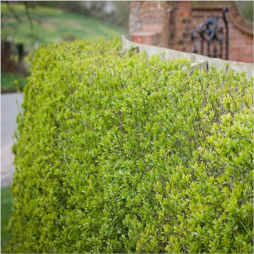 25 Wild Privet Ligustrum Vulgare 2-3ft Plants 60-90cm Evergreen Hedging 3fatpigs®