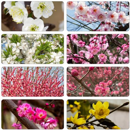 Armeniaca mume - silvestres decoración semillas de perennes semillas de jardín silvestres balcón cortadas 15pcs