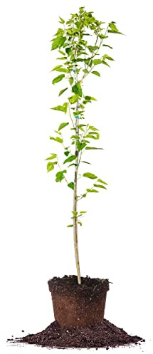Perfect Plants Dwarf Everbearing Mulberry Tree 4-5ft | Live Fruit Trees for Outdoor Planting | Produces Fruits All Year Long | Sweet & Tasty Berry Has Health Benefits