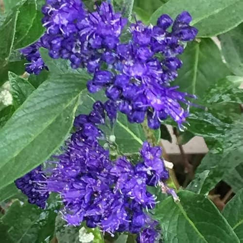 Spirée bleue 'Heavenly Blue' – Caryopteris clandonensis 'Heavenly Blue' 40-50 cm pot | Arbuste mellifère, fleurs bleues parfumées, idéal massif & terrasse