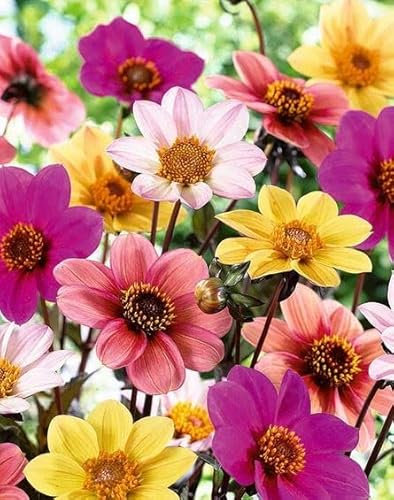 Kiepenkerl Blumenzwiebel Dunkellaubige Dahlie Happy Single 3er Mix