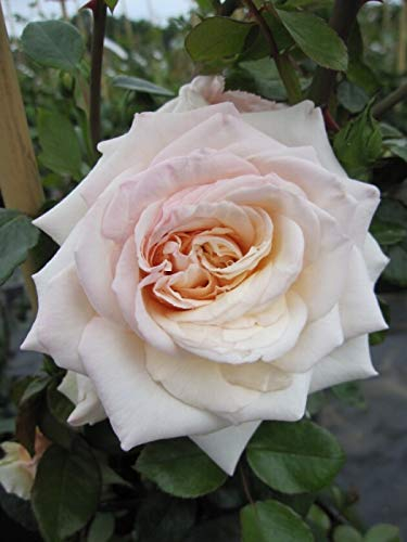 Kletterrose Penny Lane® - Rosa Penny Lane® - honig-champagner - Duft+ - Harkness-Rose